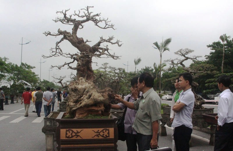 Trông xa như những khúc củi khô, nào ngờ những cây cảnh này có giá bằng cả gia tài - Ảnh 4.