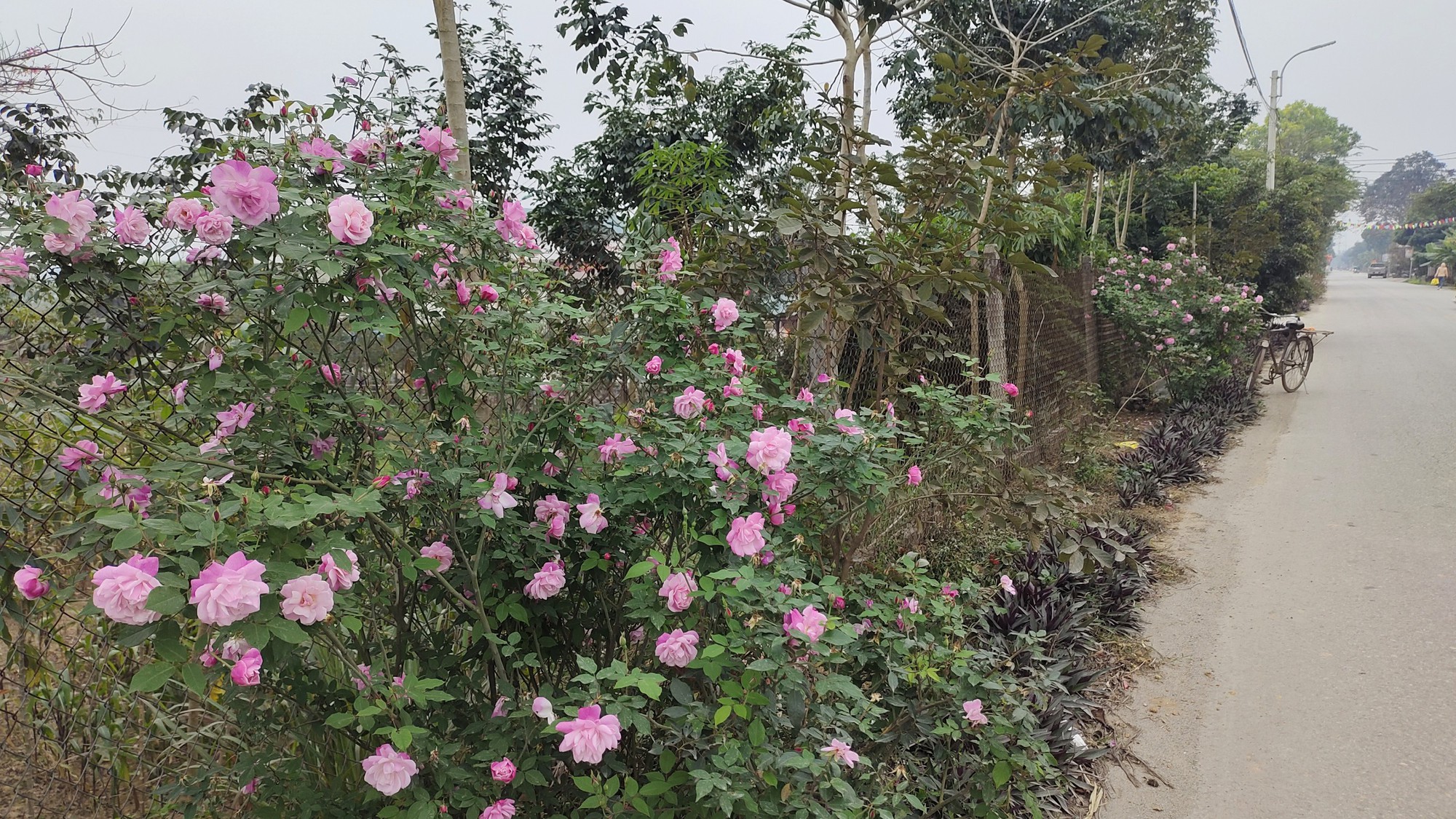 Đường nông thôn mới ở Ba Vì trồng hoa hồng nở rực rỡ, ai đi qua cũng phải xuýt xoa  - Ảnh 11.