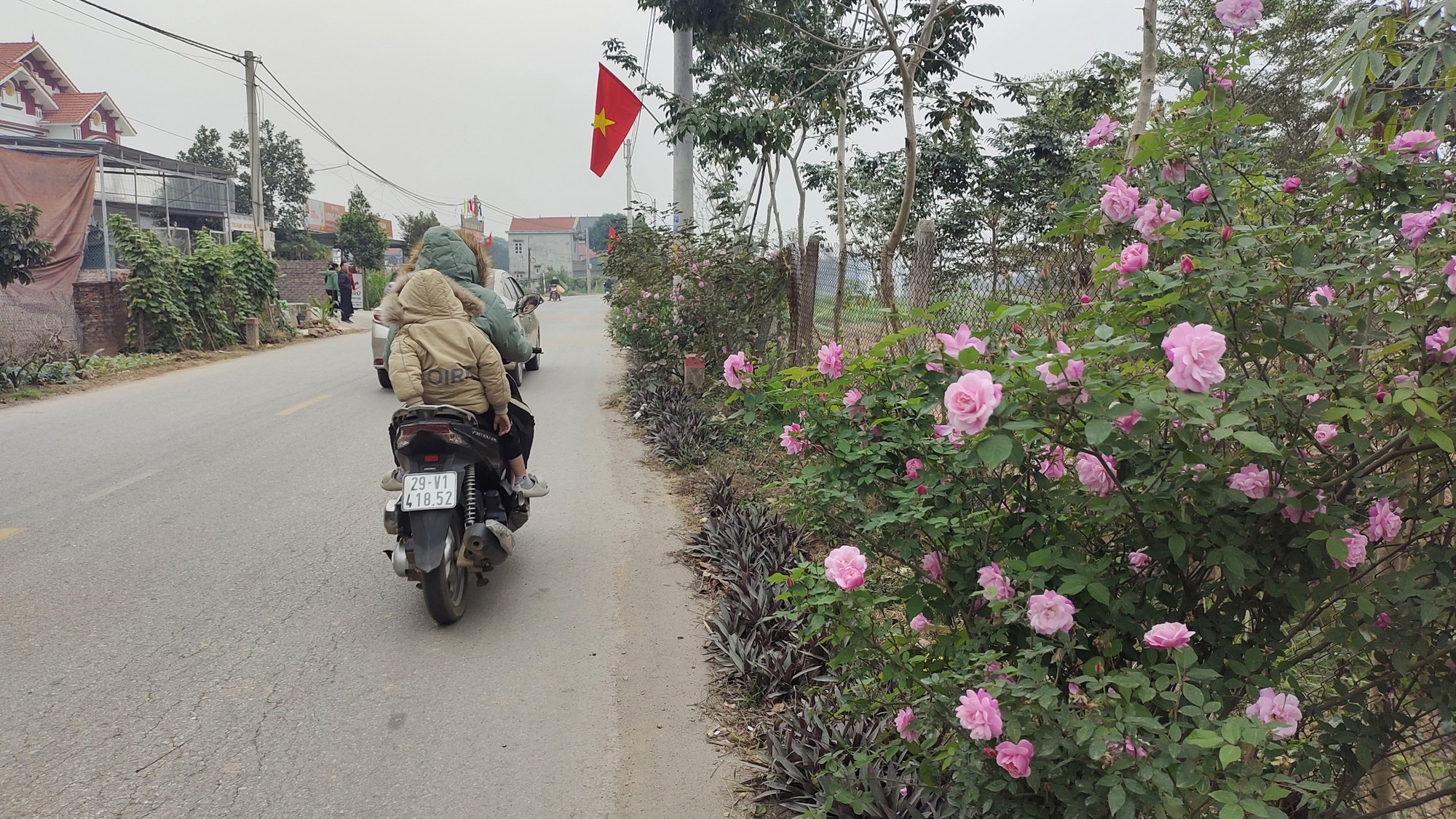 Đường nông thôn mới ở Ba Vì trồng hoa hồng nở rực rỡ, ai đi qua cũng phải xuýt xoa  - Ảnh 2.