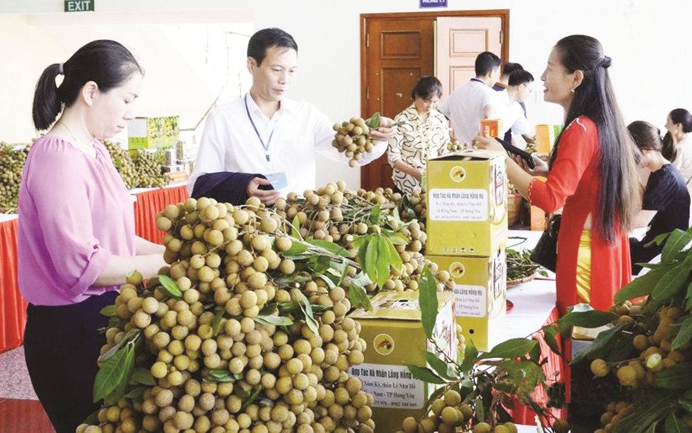 Hưng Yên bán 2 loại trái cây đặc sản sang trời Tây, giá cao gấp mấy lần