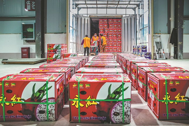 Hoa quả Việt ùn ùn xuất sang Trung Quốc trong 2 ngày Tết - Ảnh 2.