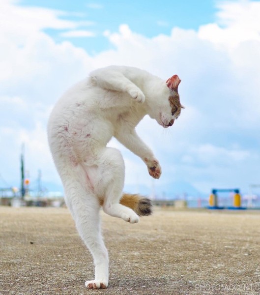 Những tuyệt kỹ võ công của loài Mèo con người khổ luyện chưa chắc đạt được - Ảnh 13.