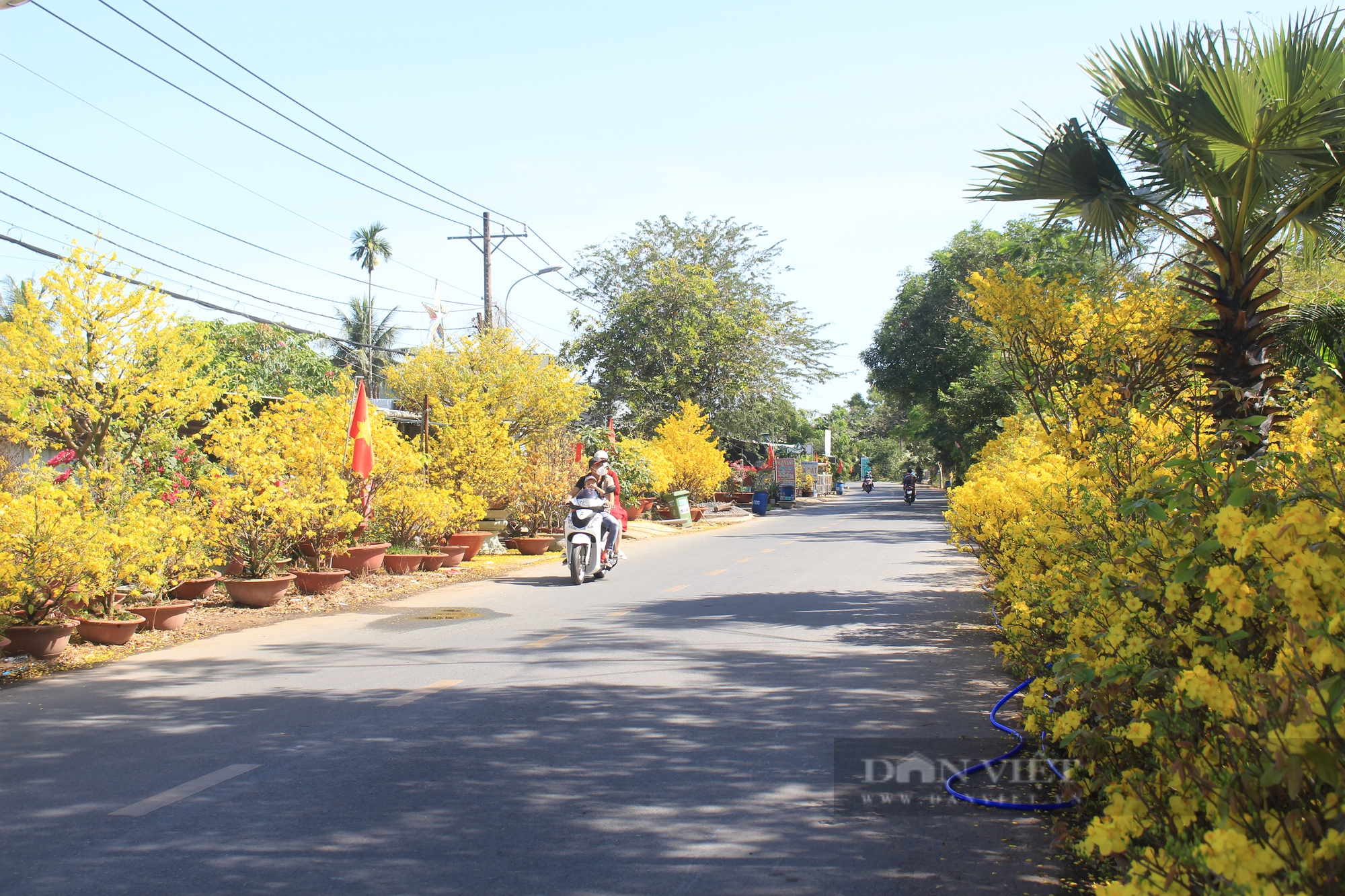 Choáng ngợp con đường mai vàng độc nhất vô nhị ở Sài Gòn, 6-7km nhà nào mai cũng vàng rực trước cửa - Ảnh 5.