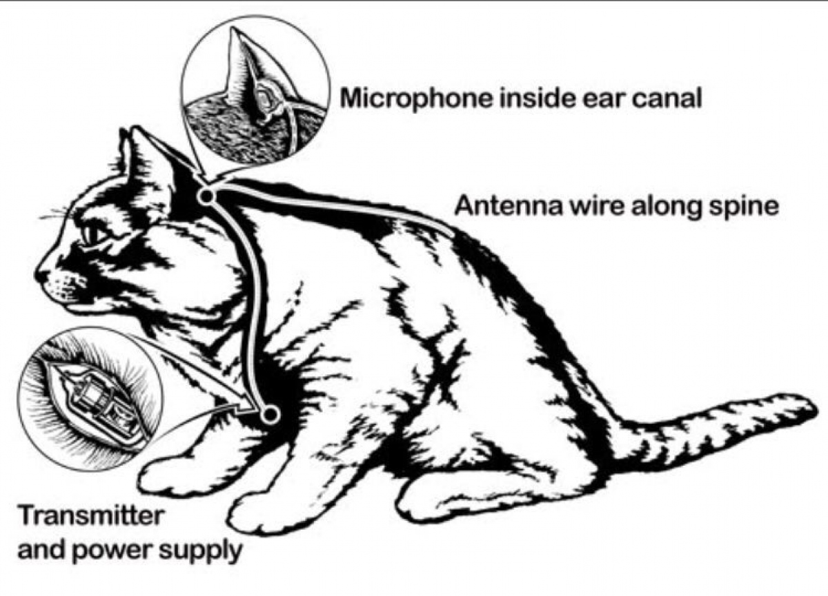 CIA từng cố gắng huấn luyện mèo thành điệp viên như thế nào? - Ảnh 1.