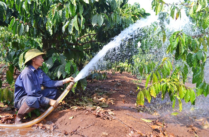 Vì sao ngay bây giờ nông dân Gia Lai phải ra sức tưới cà phê, mỗi gốc cây cà phê tưới bao nhiêu lít nước? - Ảnh 1.