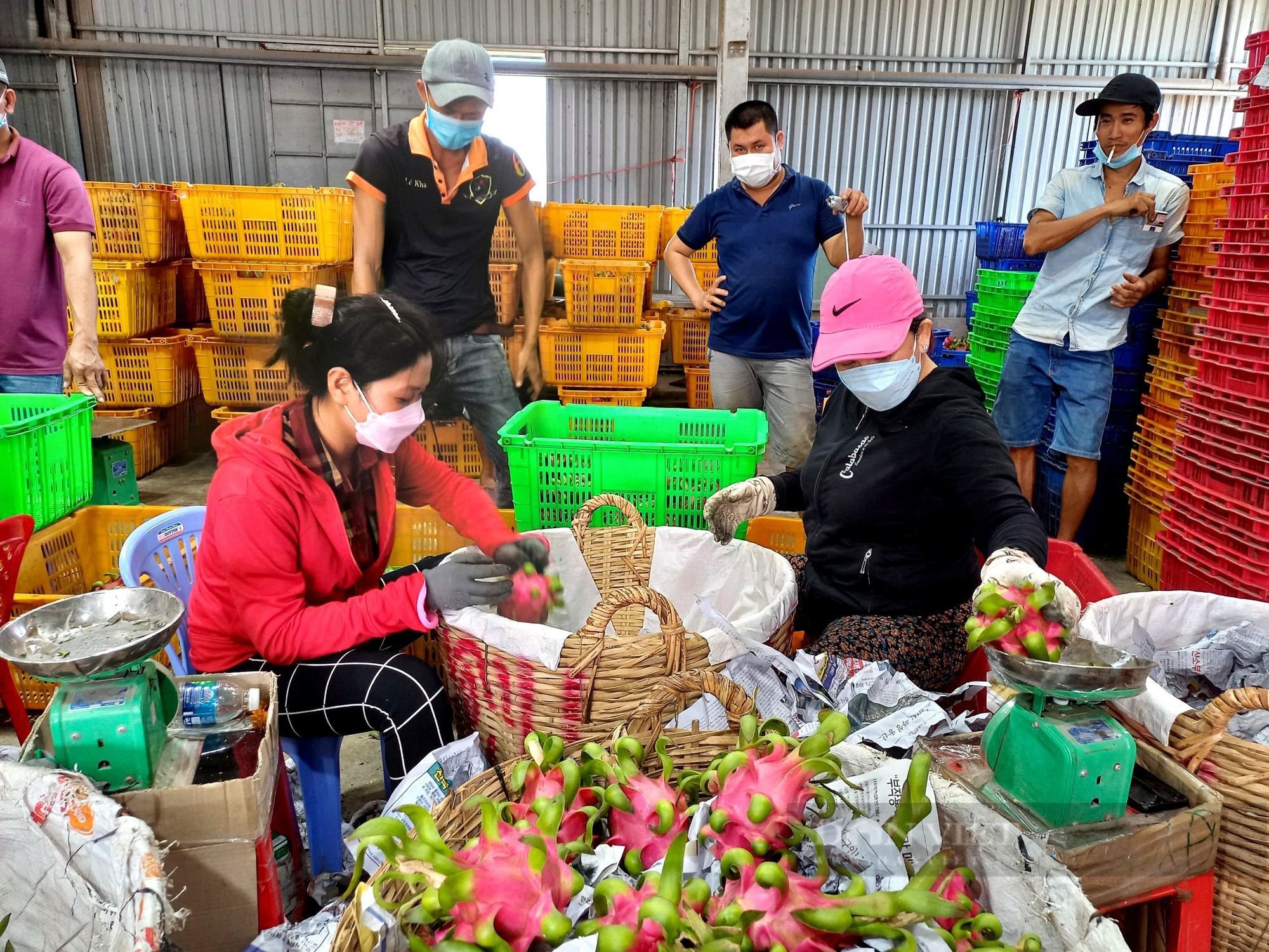 Giá thanh long tăng cao lập kịch trần mới, nông dân tiếc hùi hụi - Ảnh 4.