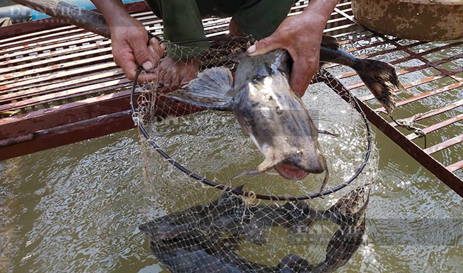 Anh nông dân thu hơn nửa tỷ mỗi năm nhờ nuôi &quot;thủy quái&quot; trên dòng Lô - Ảnh 2.