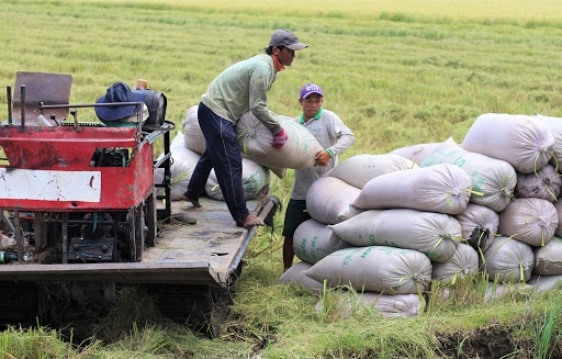 Nghỉ Tết, gạo Việt lặng sóng đi xuống, giá gạo Thái tăng ầm ầm - Ảnh 1.