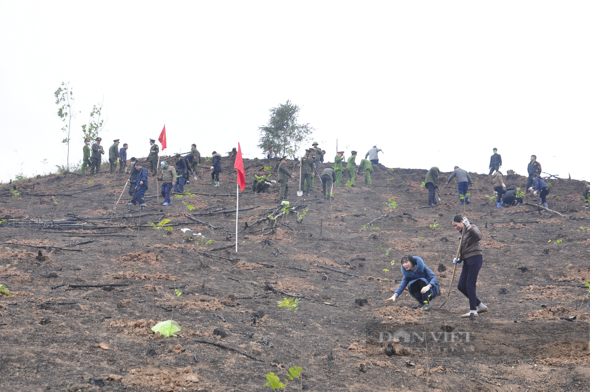 Nông dân Quảng Ninh tham gia Tết trồng cây, góp phần phát triển kinh tế - Ảnh 2.