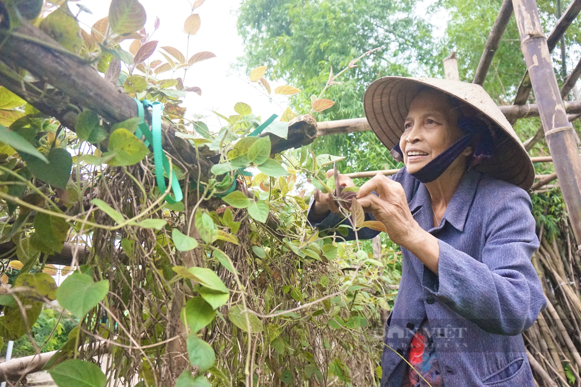 Đà Nẵng: Nhiều nhà trồng lá mơ leo tường rào tạo không gian xanh, dân làng này bất ngờ hái ra tiền - Ảnh 2.