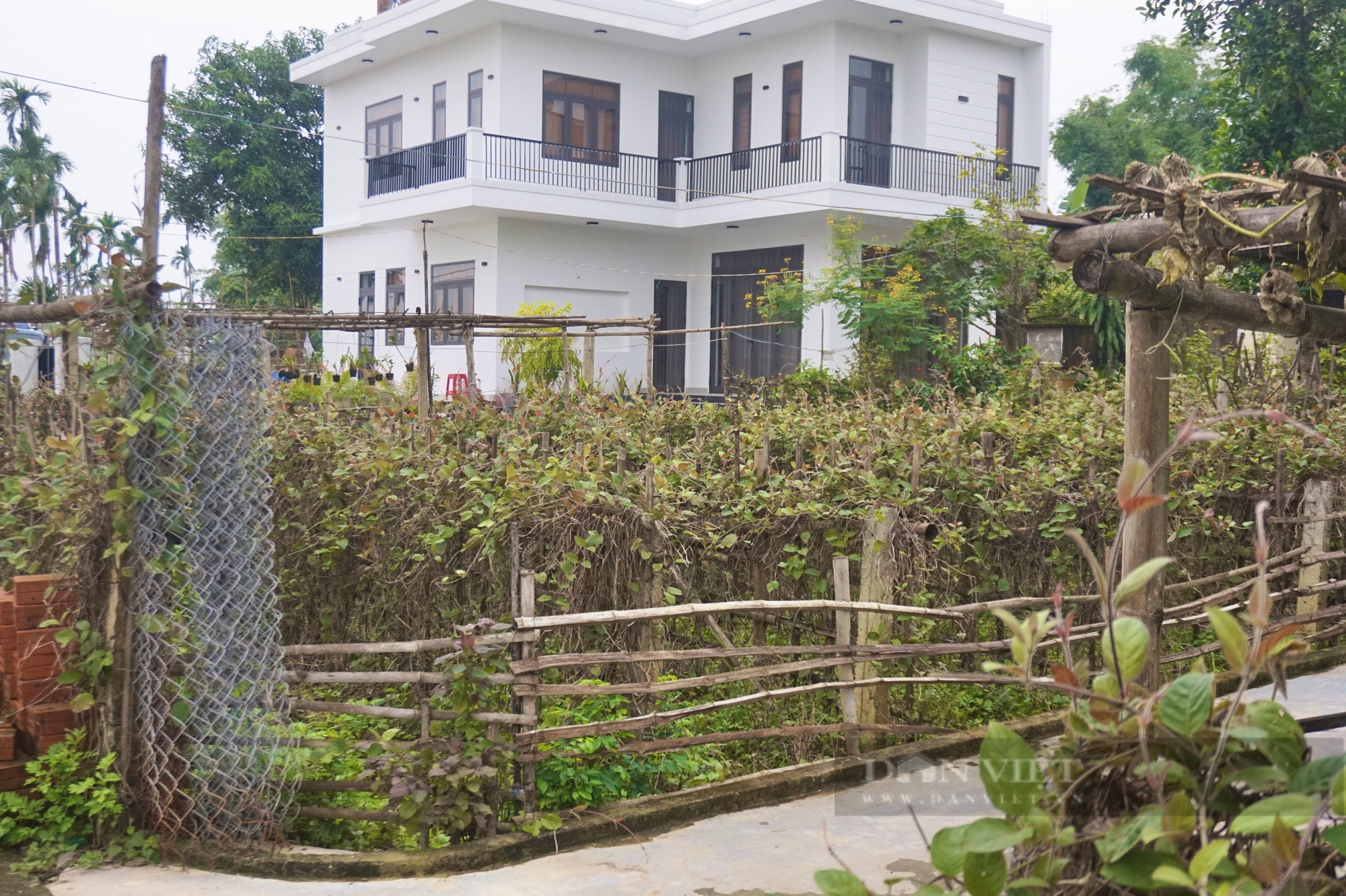 Đà Nẵng: Nhiều nhà trồng lá mơ leo tường rào tạo không gian xanh, dân làng này bất ngờ hái ra tiền - Ảnh 7.
