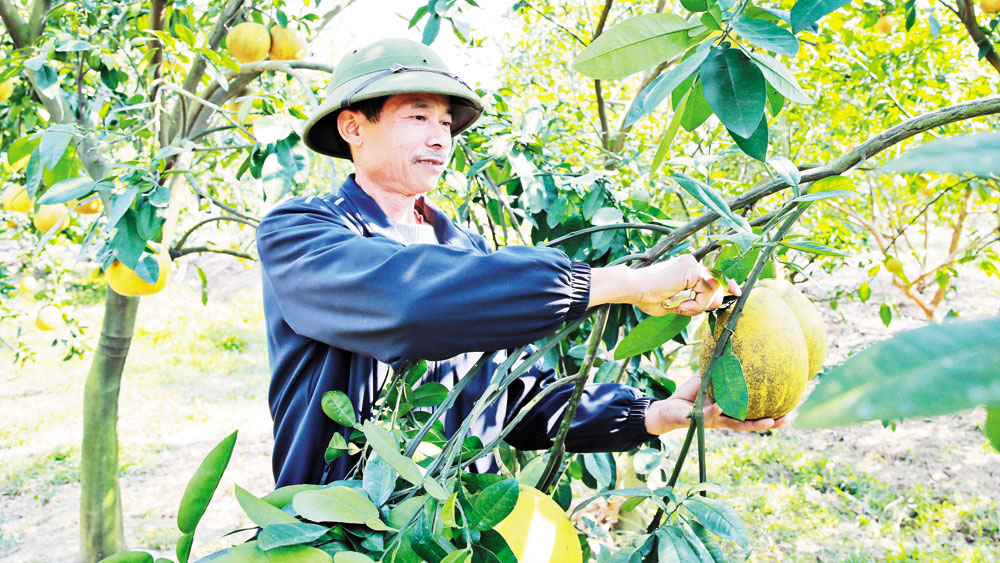 Thôn kiểu mẫu ở Bắc Giang: Đường có hoa, nhà có số - Ảnh 2.