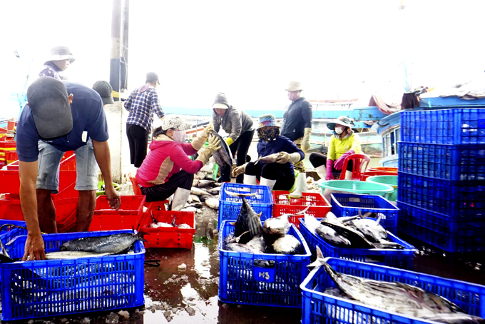 La liệt các loại cá ngừ sọc dưa, cá thu hũ, cá cờ...ở Hòn Rớ khi các tàu cá Khánh Hòa cập cảng bán hàng - Ảnh 3.