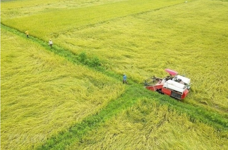 Cập nhật giá lúa gạo mới nhất ngày 25/8: Giá gạo Thái tiếp tục tăng, gạo Việt vẫn đắt nhất châu Á - Ảnh 2.