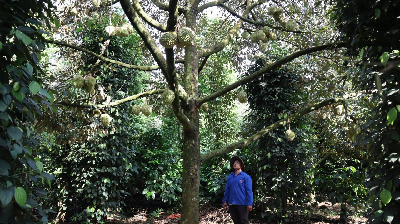 Cây sầu riêng ví như cây tiền tỷ xuất hiện ở Việt Nam từ bao giờ, nơi đầu tiên trồng sầu riêng là tỉnh nào? - Ảnh 1.