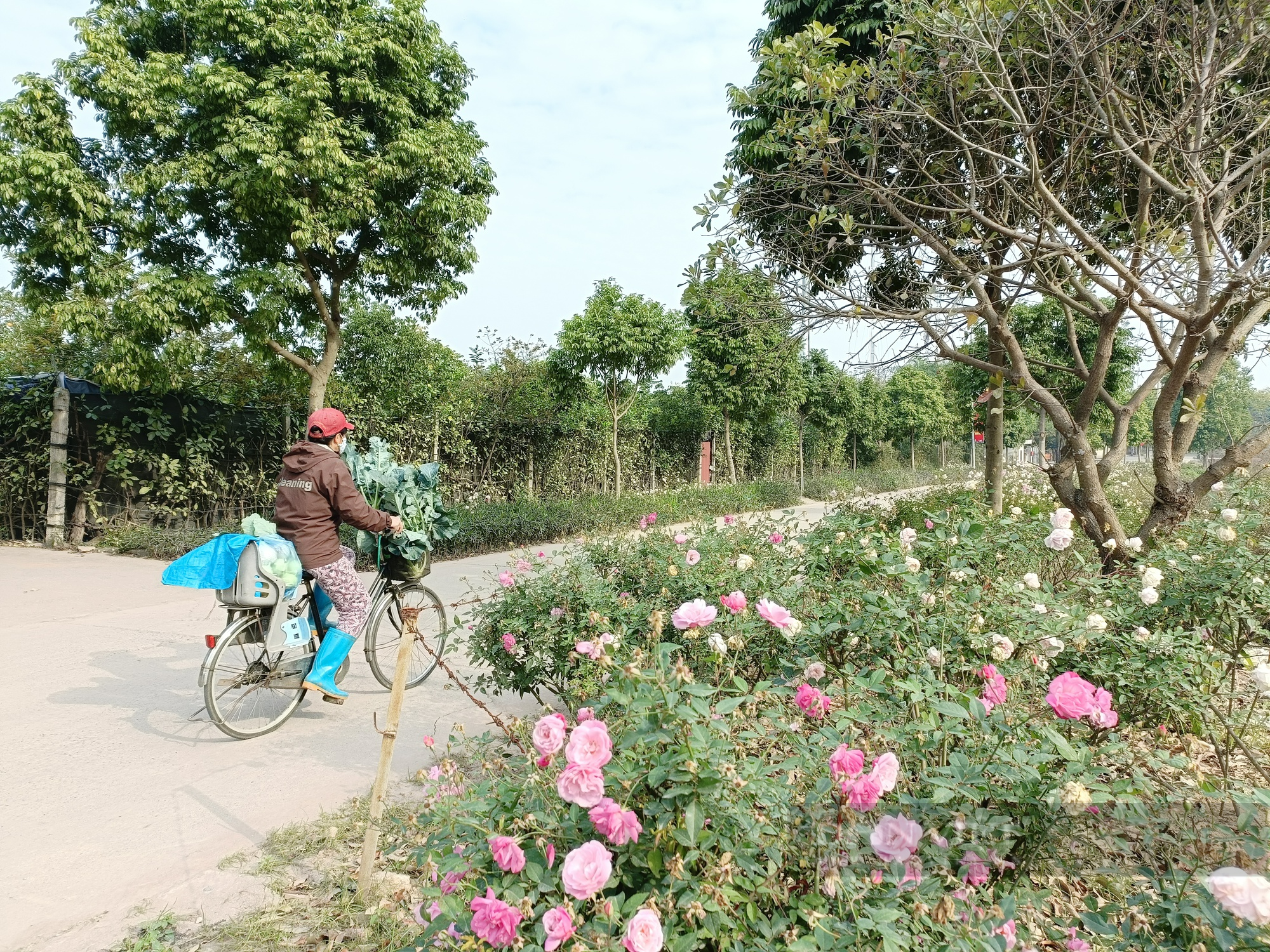 Đường hoa nông thôn mới đẹp mê hồn, rực rỡ sắc màu đầu xuân Quý Mão ở xã ngoại thành Hà Nội  - Ảnh 4.