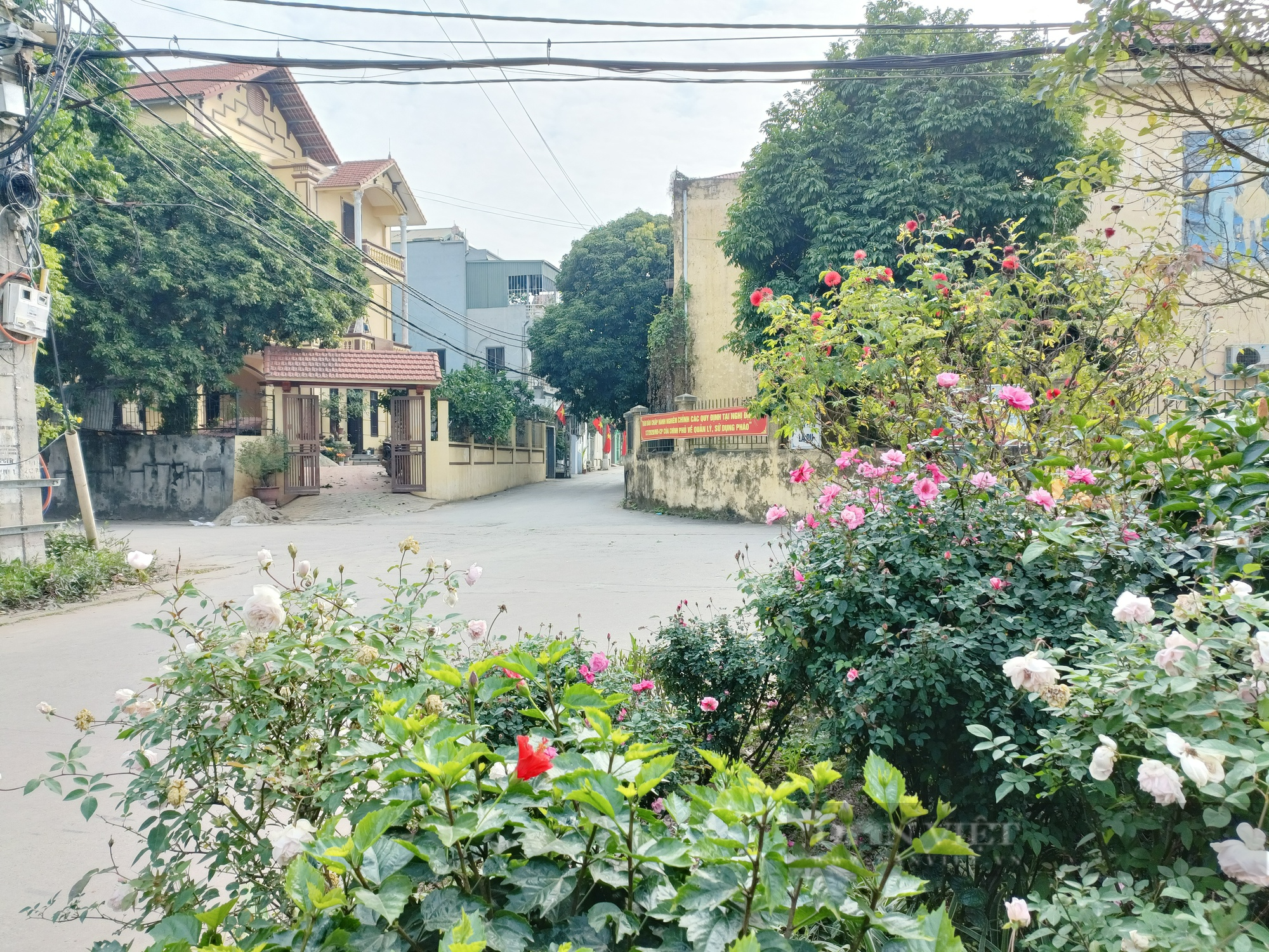 Đường hoa nông thôn mới đẹp mê hồn, rực rỡ sắc màu đầu xuân Quý Mão ở xã ngoại thành Hà Nội  - Ảnh 5.