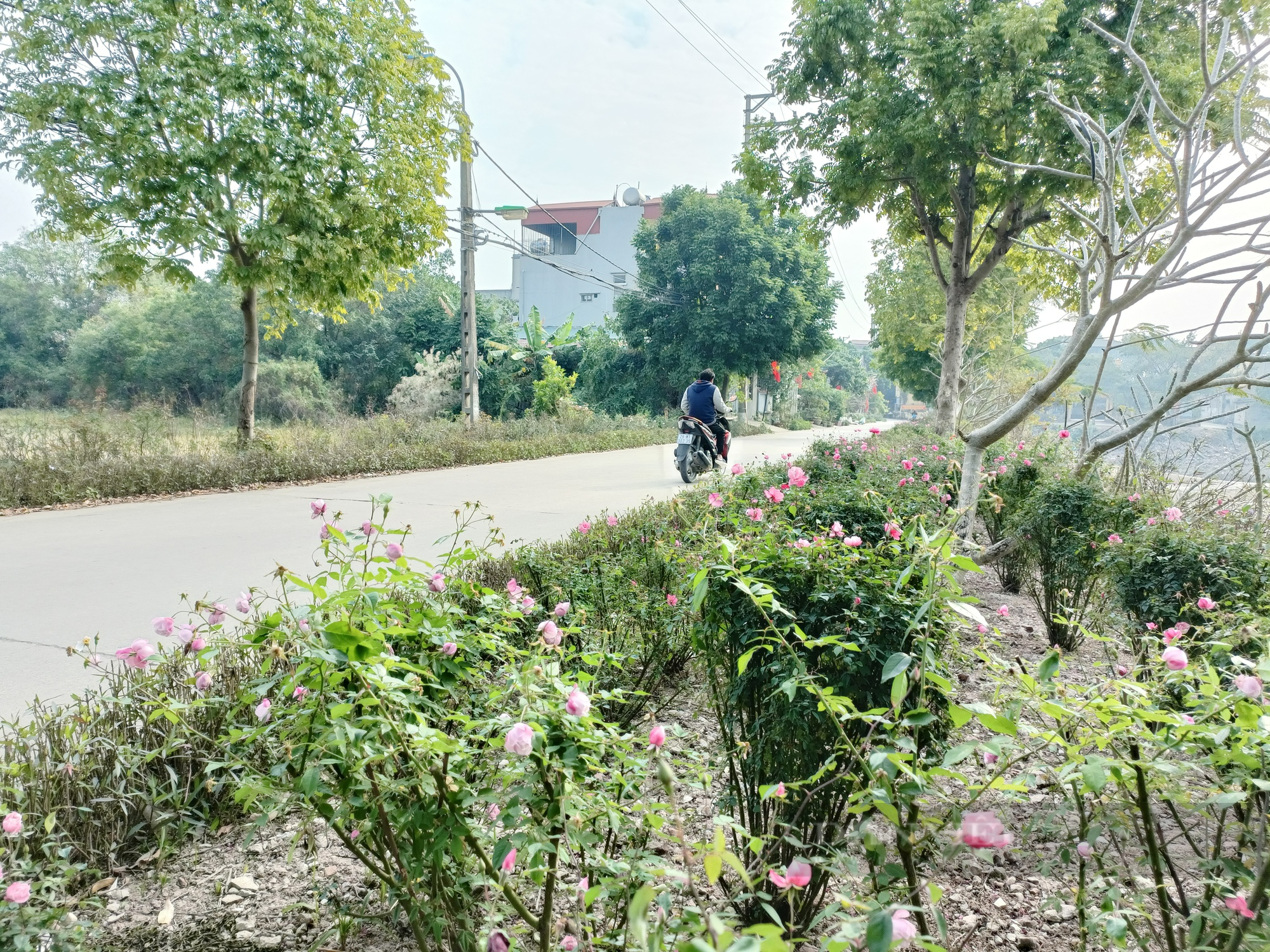 Đường hoa nông thôn mới đẹp mê hồn, rực rỡ sắc màu đầu xuân Quý Mão ở xã ngoại thành Hà Nội  - Ảnh 10.