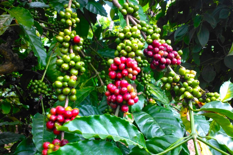 Giá cà phê trở lại xu hướng tiêu cực, cà phê trong nước hôm nay mất mốc 65.000 đồng/kg - Ảnh 3.