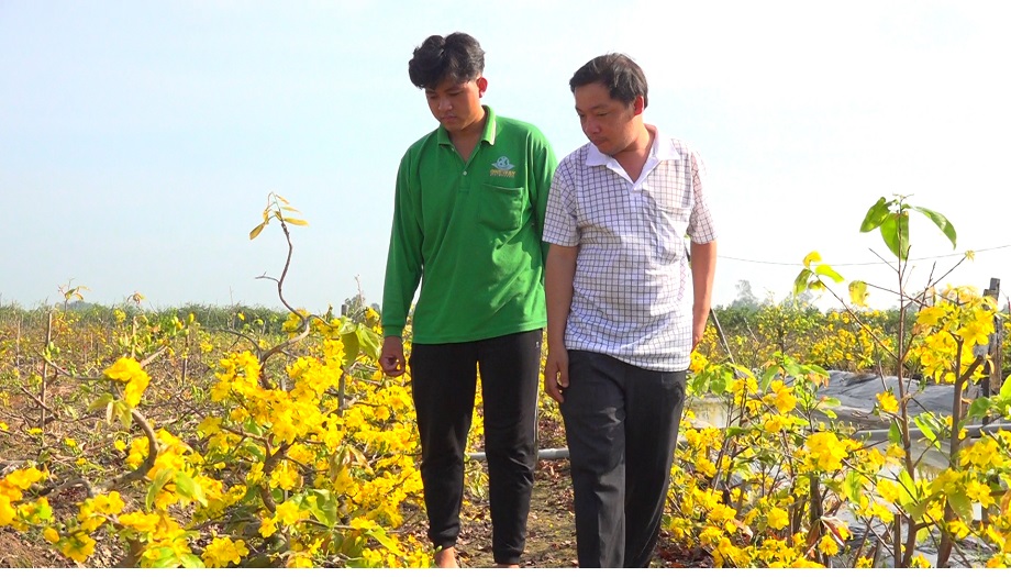 Lạc vào cánh đồng trồng miên man cây mai vàng ở An Giang, đây là giống hoa mai đẹp, hương thơm ngào ngạt - Ảnh 2.