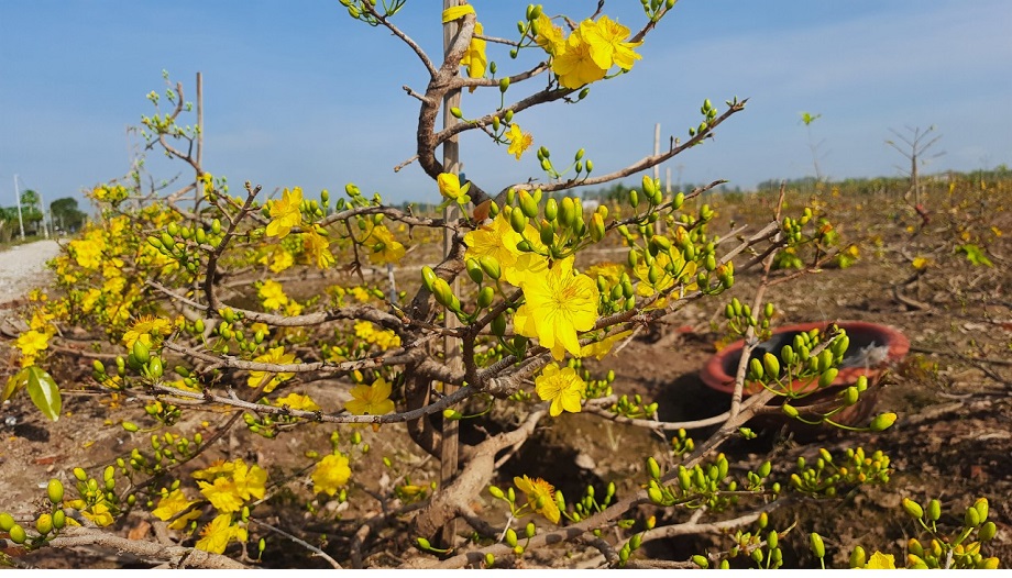 Lạc vào cánh đồng trồng miên man cây mai vàng ở An Giang, đây là giống hoa mai đẹp, hương thơm ngào ngạt - Ảnh 4.