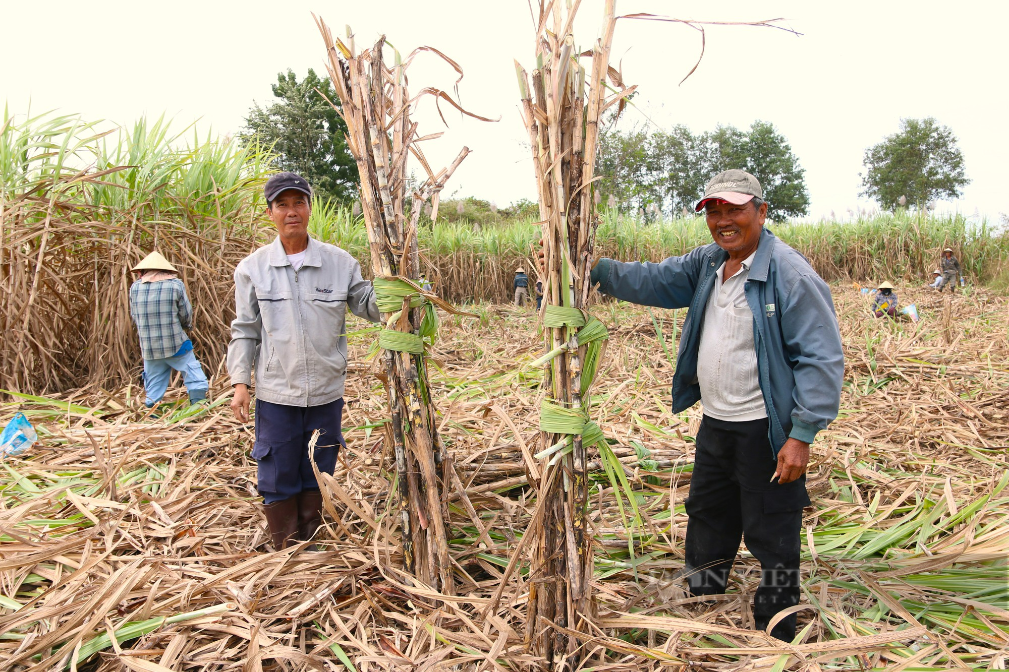 Giá mía đường tăng cao nhưng sao người trồng mía ở Ninh Thuân vẫn kém vui - Ảnh 1.