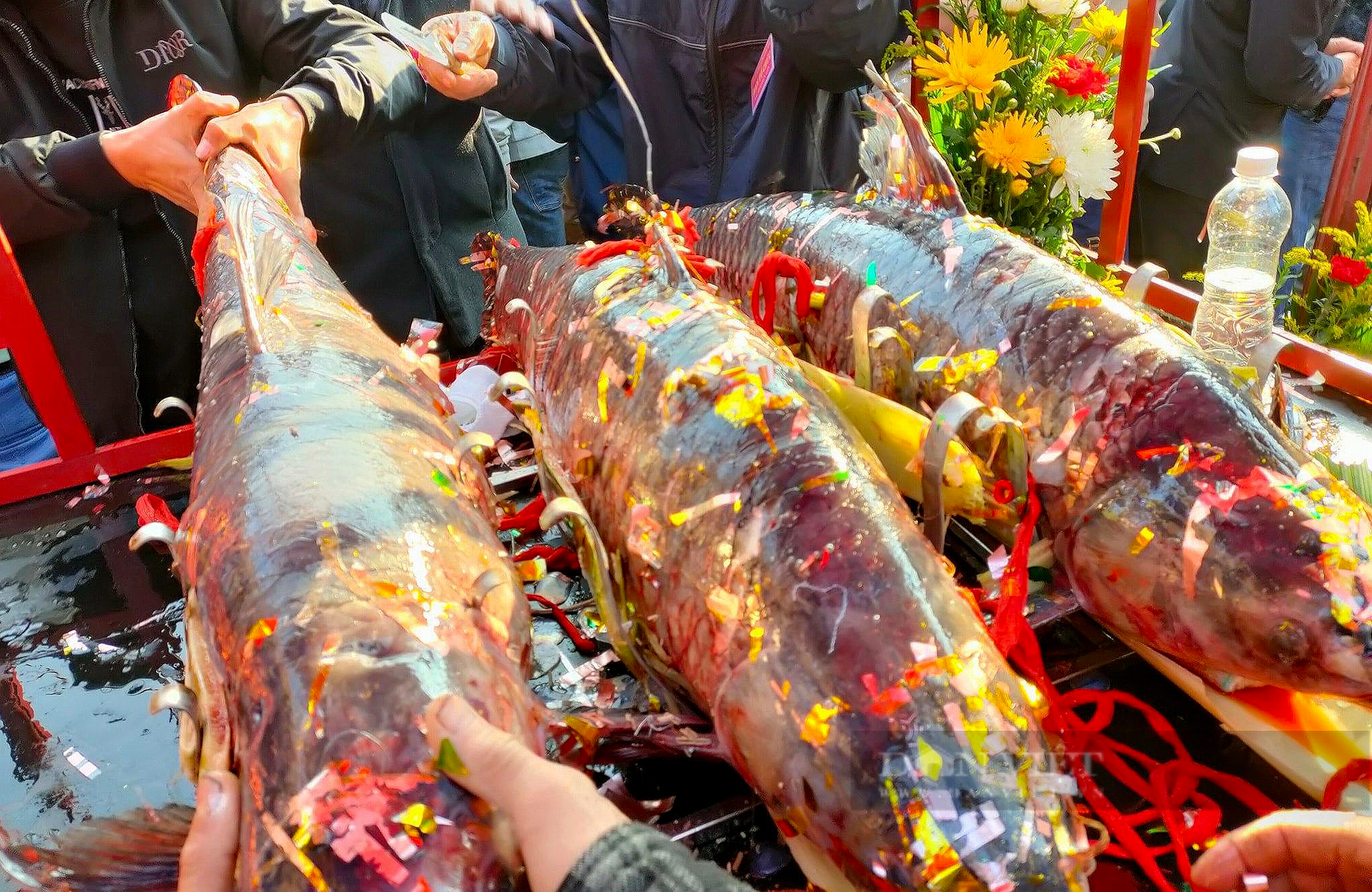 Lễ hội dâng cá trắm khổng lồ ở Nam Định - Ảnh 5.
