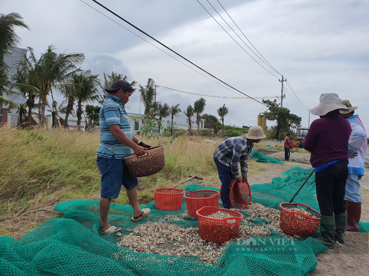 Thời tiết bất lợi, nông dân trồng kiệu Tết Khánh Hòa ít vui - Ảnh 1.