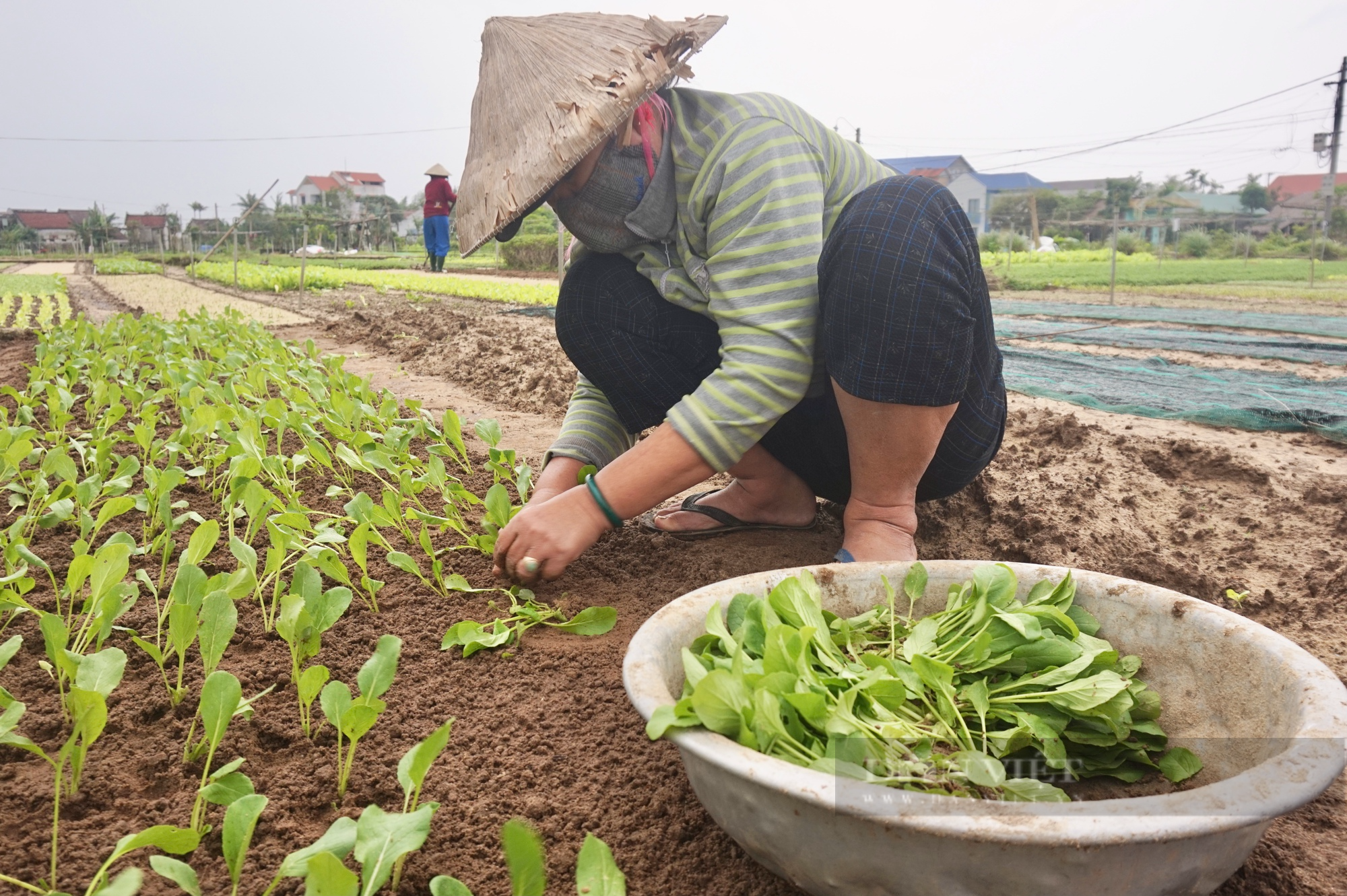 Làng rau 500 tuổi nổi tiếng nhất miền Trung rộn ràng vào vụ Tết - Ảnh 3.