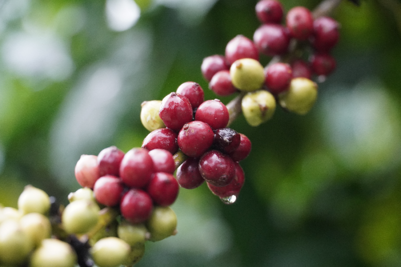 Giá cà phê trầm lắng, sẽ có dao động trong ngắn hạn, bởi những biến động của nguồn cung - Ảnh 2.