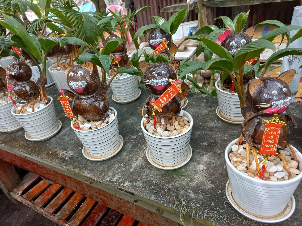 Ngộ nghĩnh dừa bonsai mèo tài lộc chơi Tết Quý Mão 2023 - Ảnh 8.
