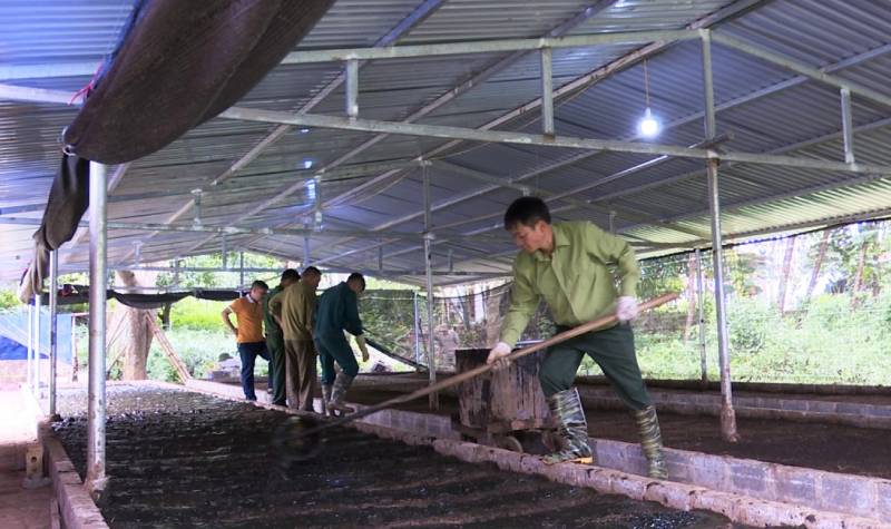 Nuôi con ăn bẩn trốn ánh sáng, ông nông dân Lào Cai kiếm thêm bộn tiền - Ảnh 1.