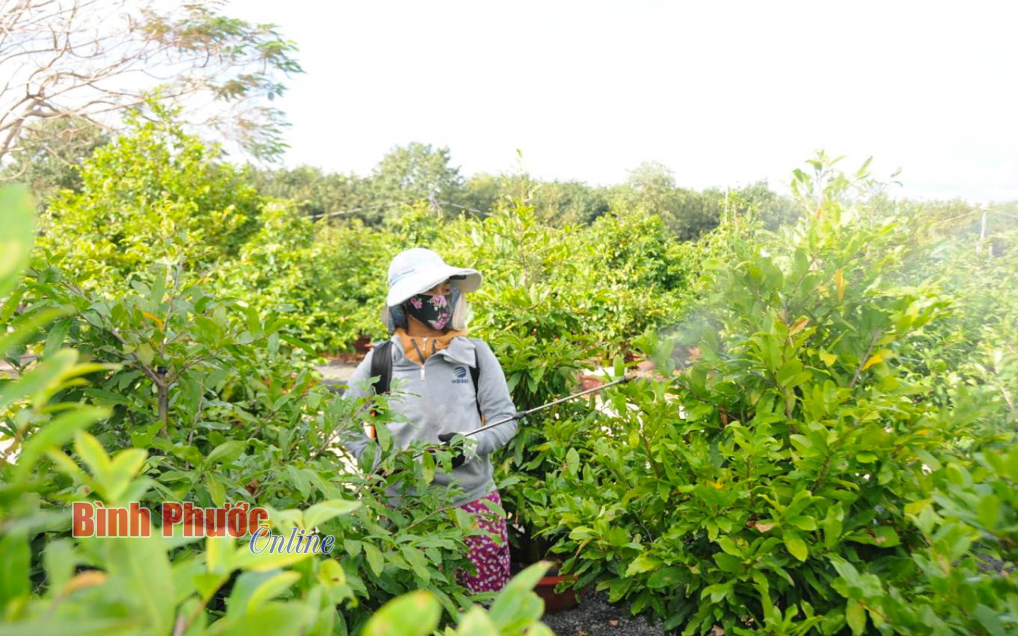 Binh Phuoc: A billionaire farmer woman left her pepper garden "dose" planting yellow apricots, suddenly collected more than 1 billion - Photo 5.