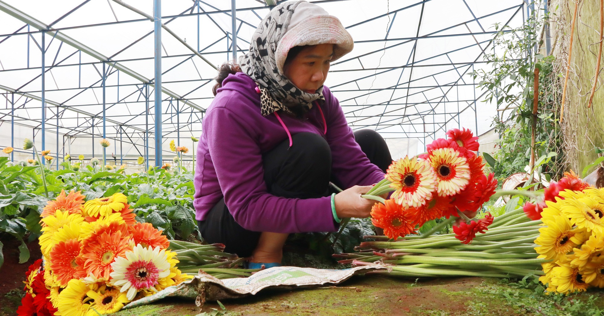 Đồng tiền là loài hoa giữ được phong độ giá tốt ở Lâm Đồng giúp nông dân Đà Lạt hốt bạc