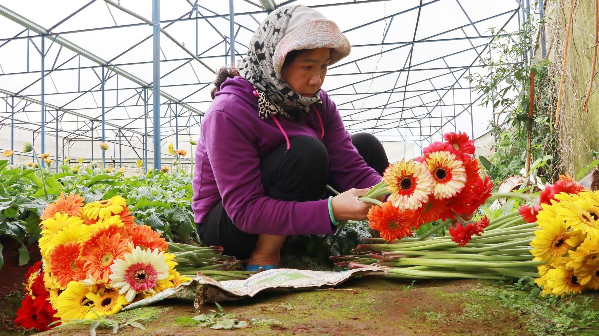 Đây là loài hoa đang &quot;giữ phong độ&quot; giá tốt ở Lâm Đồng giúp nông dân Đà Lạt kiếm bộn tiền - Ảnh 4.