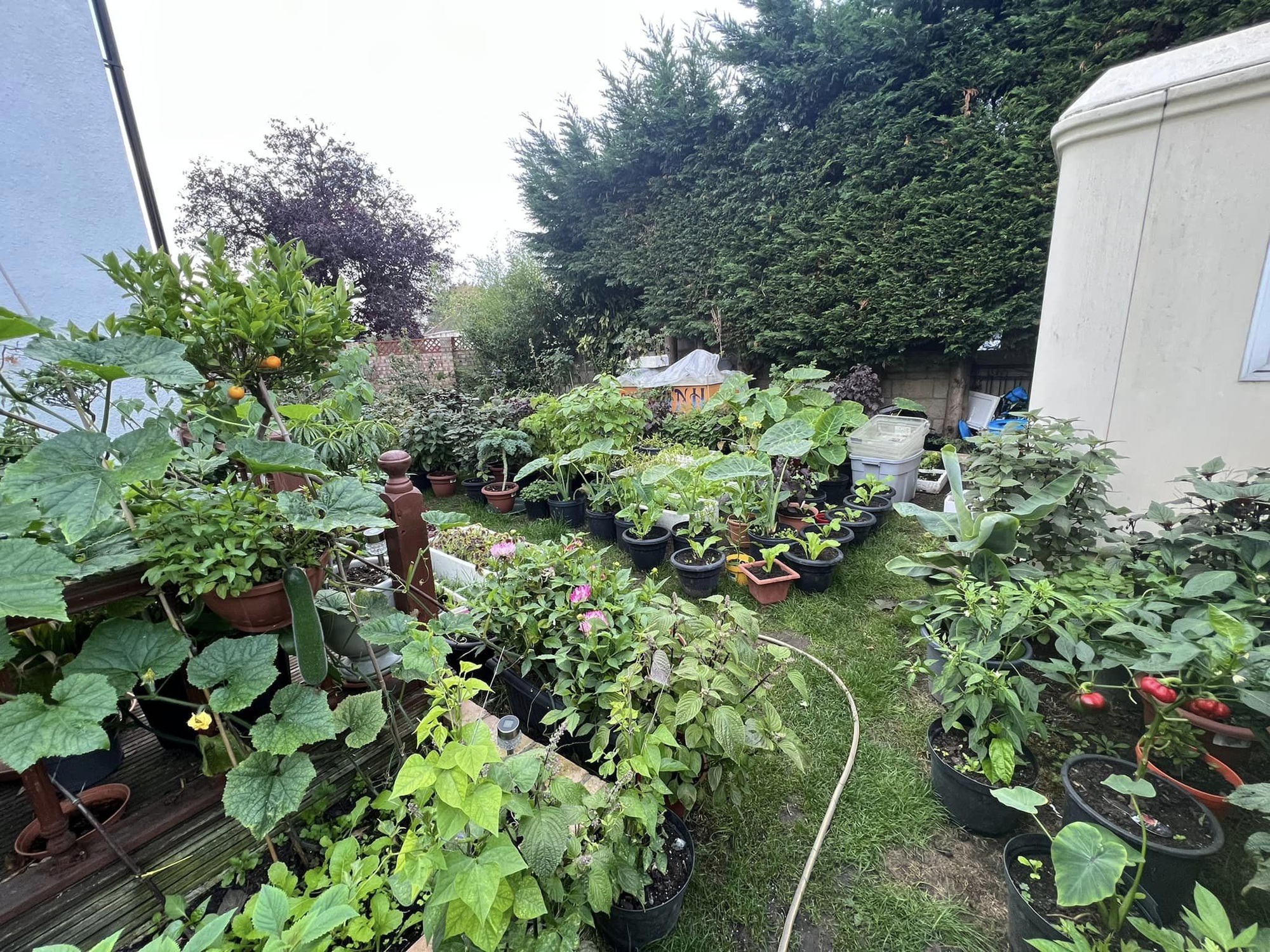 Vietnamese father makes a mobile garden with more than 100 kinds of vegetables, cooks all kinds of dishes to welcome Tet in the UK - Photo 5.