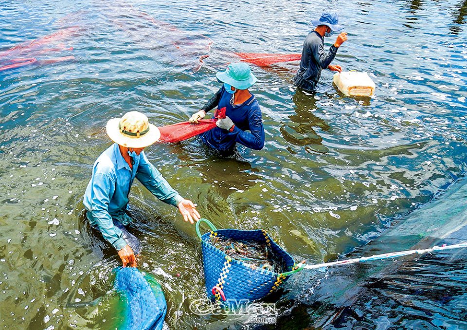 Cà Mau đang xúc tiến làm bao nhiêu khu nông nghiệp công nghệ, vùng nông nghiệp công nghệ cao? - Ảnh 2.