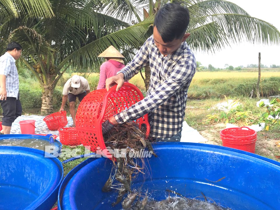 Vì sao năng suất tôm nuôi ruộng lúa ở huyện này của Bạc Liêu sụt giảm hơn một nửa so với năm rồi? - Ảnh 1.