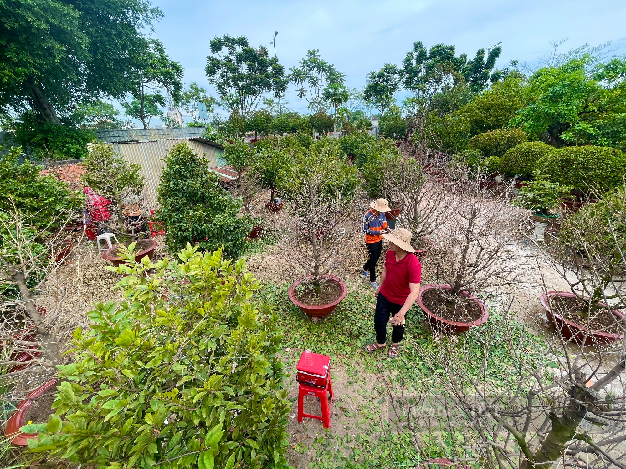 Theo chân nhà vườn Thủ Đức lặt lá mai đón Tết - Ảnh 20.