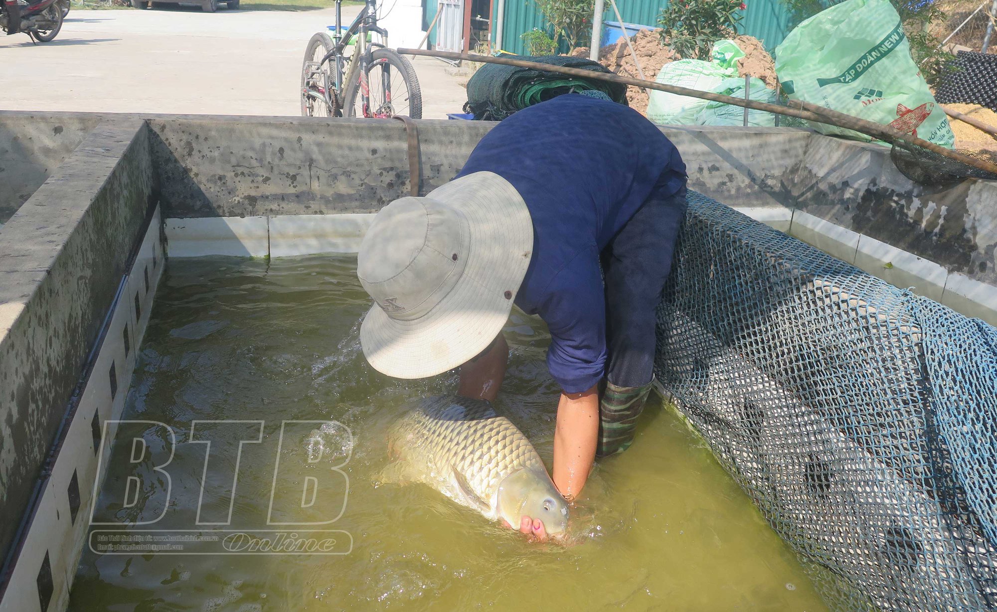Đào ao bán nổi nuôi cá ở Thái Bình, một nông dân bắt bán 100 tấn, có con cá chép giòn to nặng 7kg - Ảnh 4.