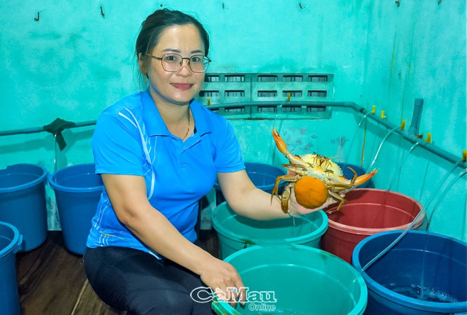 Nuôi cua gì trong các thùng nhựa mà chị nông dân Cà Mau này bán đắt như tôm tươi? - Ảnh 1.