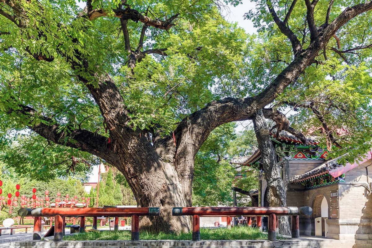 Người xưa dặn: &quot;Trồng 5 loại cây này ngoài sân là điềm xấu, gia đình không sa sút cũng xui xẻo&quot; - Ảnh 2.