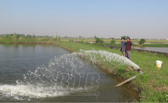 Đào ao bán nổi nuôi cá ở Thái Bình, một nông dân bắt bán 100 tấn, có con cá chép giòn to nặng 7kg - Ảnh 2.