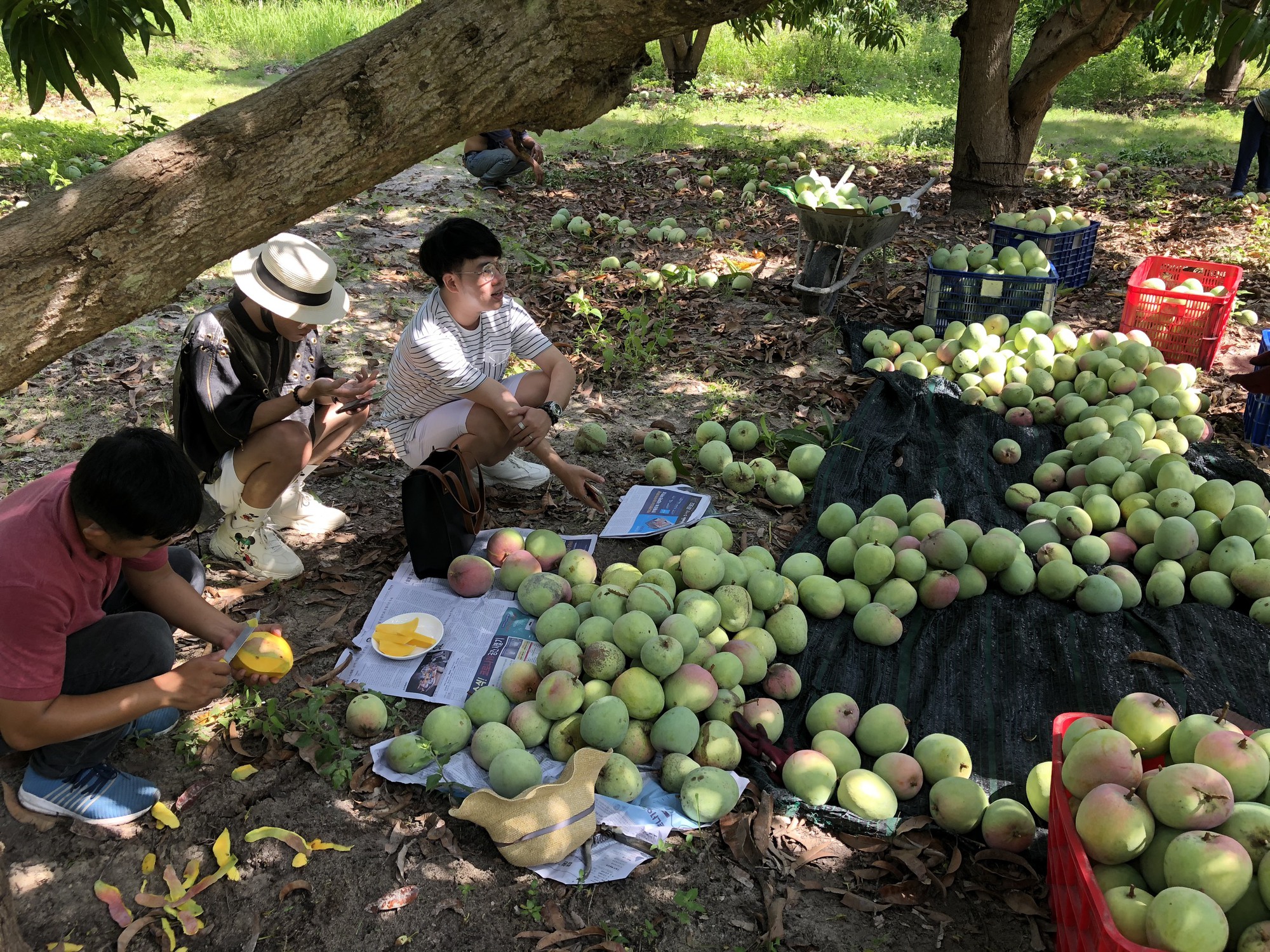 Nhiều hội viên nông dân Cam Lâm có cách làm sáng tạo cho thu nhập ổn định - Ảnh 2.