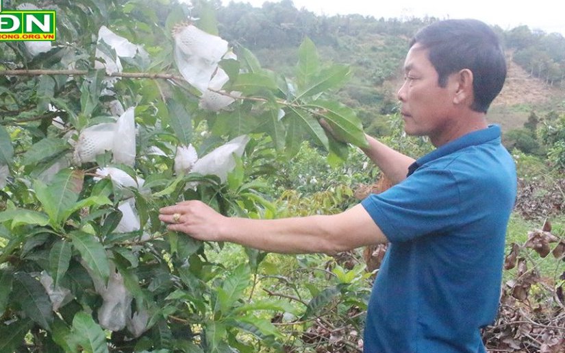 Trồng cây ăn quả mới lạ, thay đổi khẩu vị, nông dân này ở Đắk Nông cứ bán 1kg giá 40-60.000 đồng