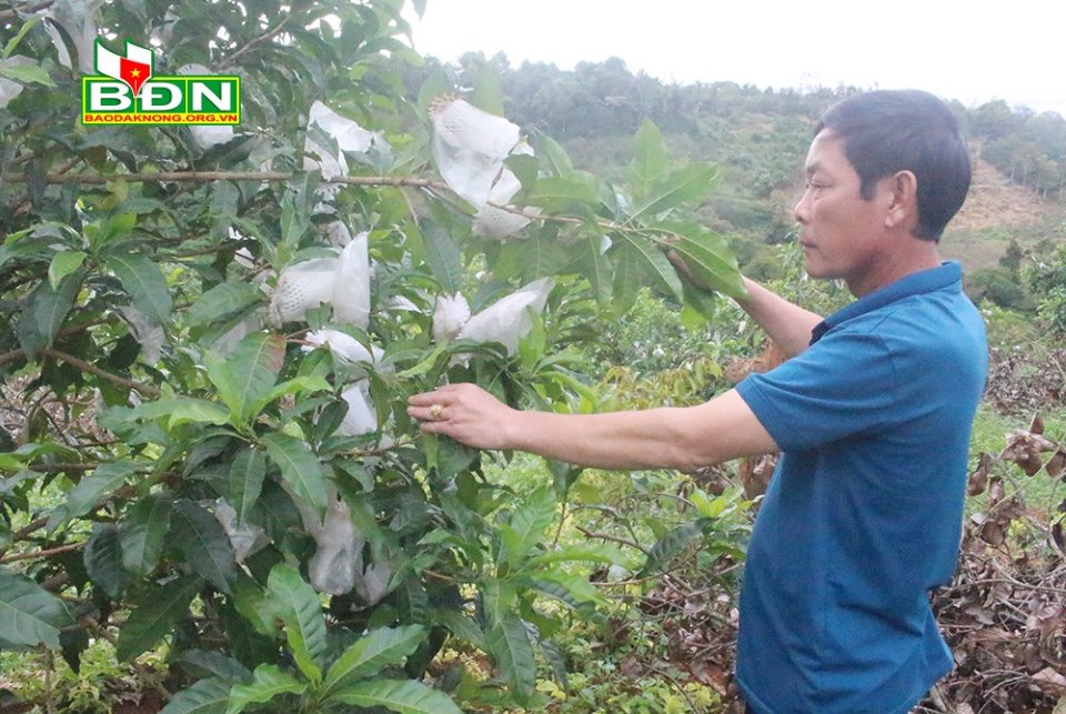 Trồng cây ăn quả mới lạ, thay đổi khẩu vị, nông dân này ở Đắk Nông cứ bán 1kg giá 40-60.000 đồng/kg - Ảnh 1.