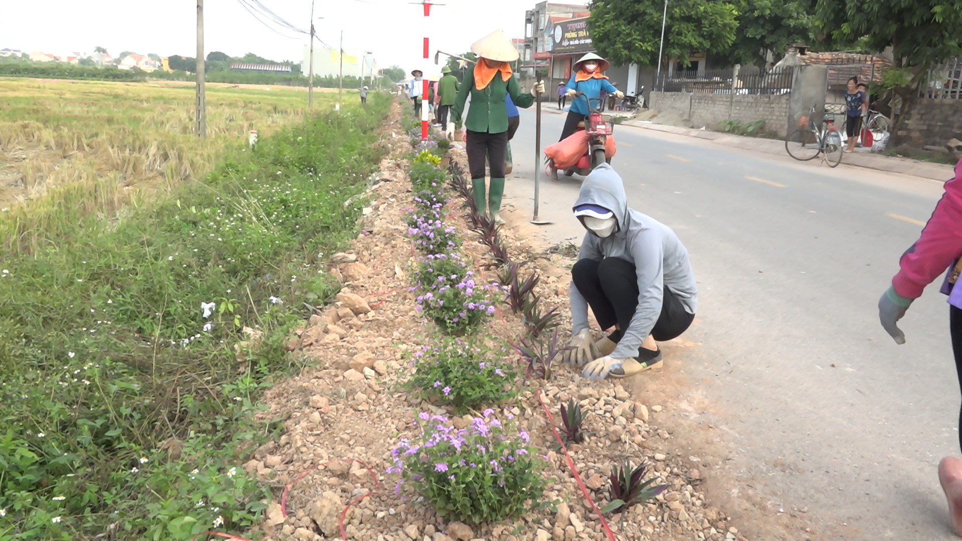 Đường hoa nông thôn mới cấp huyện ở Bắc Giang đẹp mê tơi với hoa thài lài tím, hoa ngũ sắc - Ảnh 3.