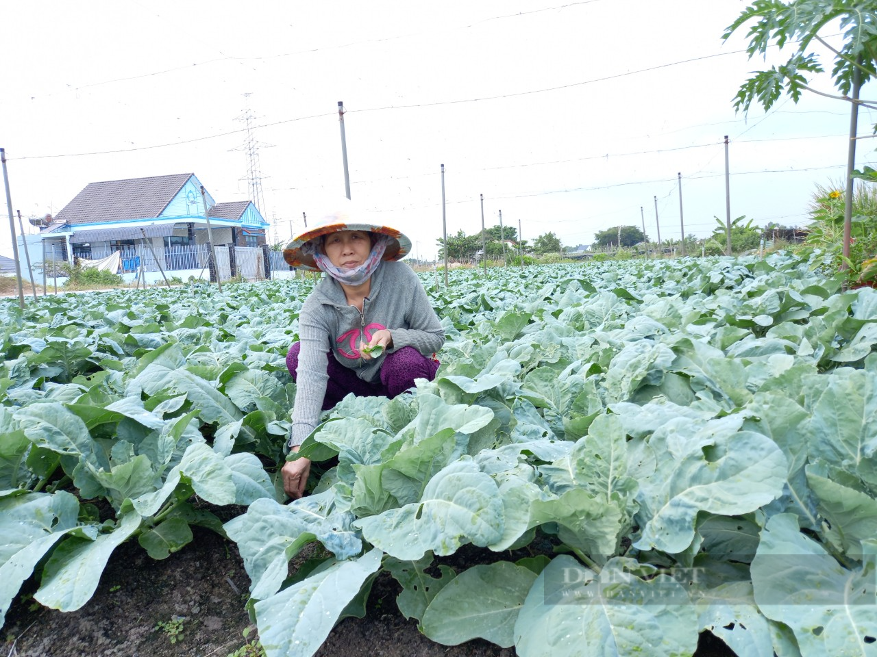 Bà Rịa - Vũng Tàu: Cánh đồng rau xanh mướt của nông dân đã sẵn sàng &quot;hốt bạc&quot; vào vụ tết - Ảnh 2.