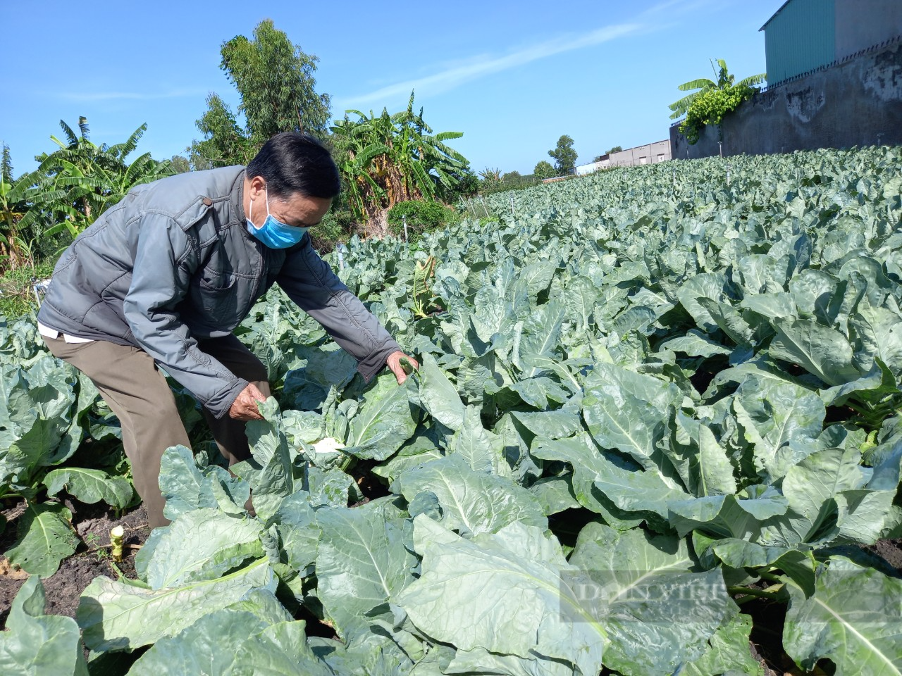 Bà Rịa - Vũng Tàu: Cánh đồng rau xanh mướt của nông dân đã sẵn sàng &quot;hốt bạc&quot; vào vụ tết - Ảnh 3.