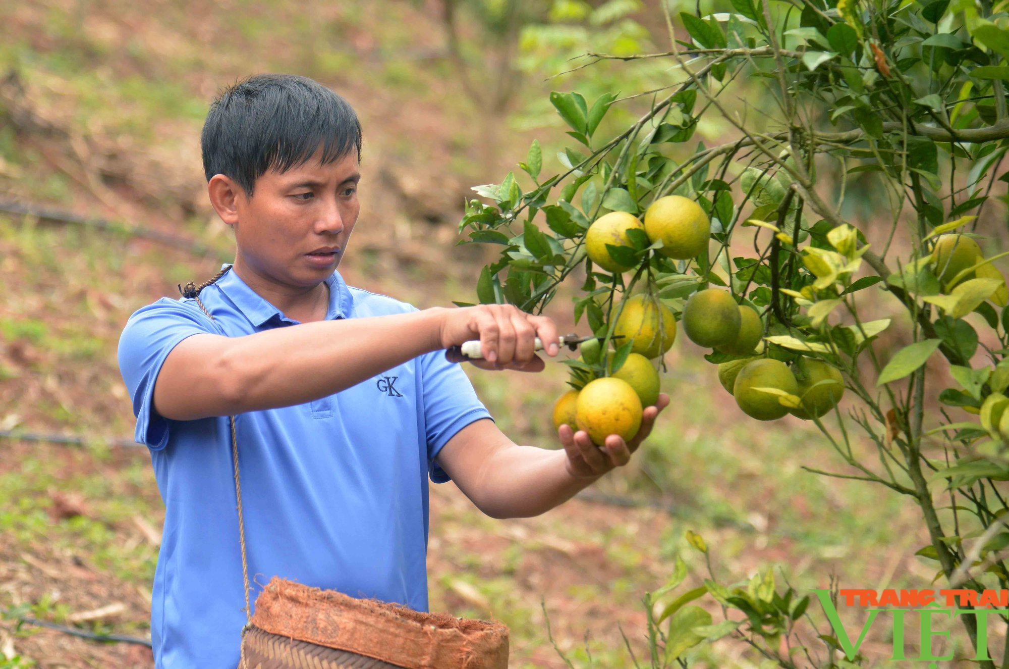 Sơn La: Đồng vốn Quỹ hỗ trợ nông dân giúp nông dân làm giàu - Ảnh 2.